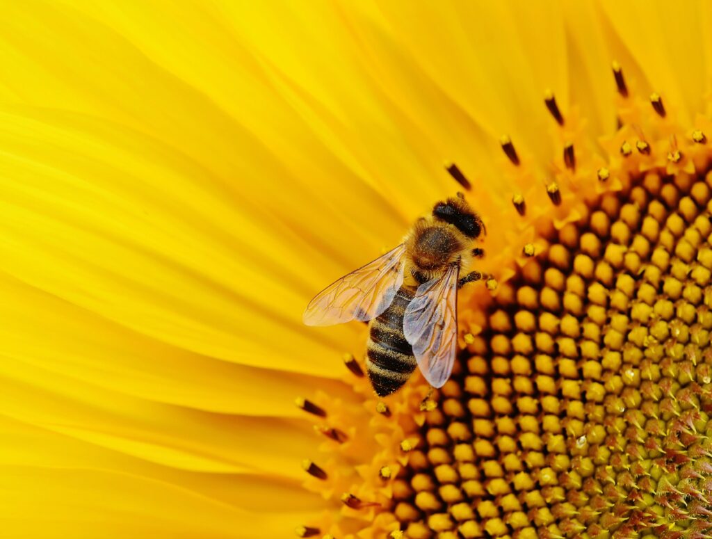 Macro image of a honeybee pollinating a bright yellow sunflower bloom.